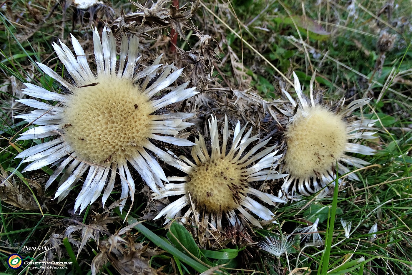 98 I fiori di carlina segnano l'inizio dell'autunno .JPG